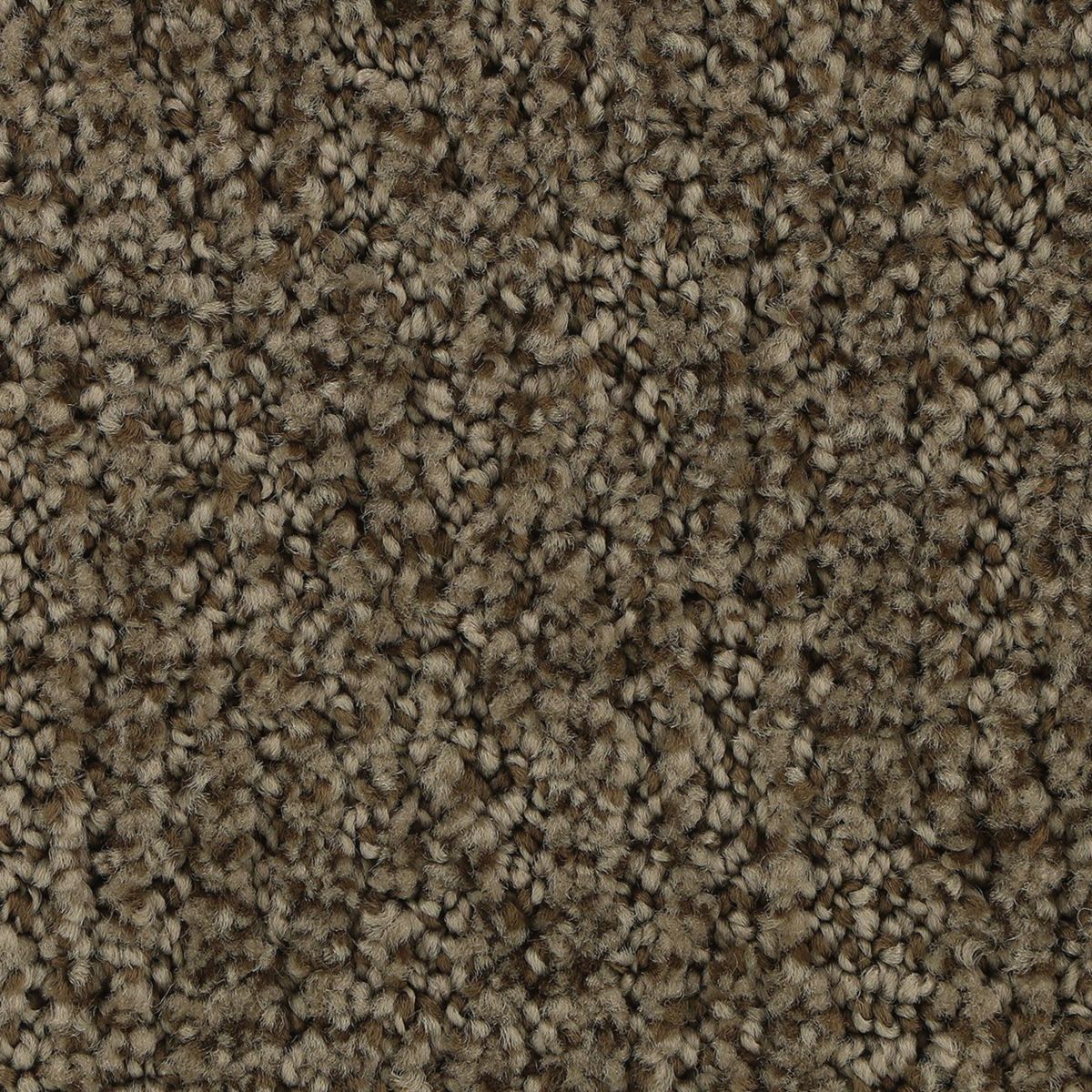 Popular Style carpet in Malted