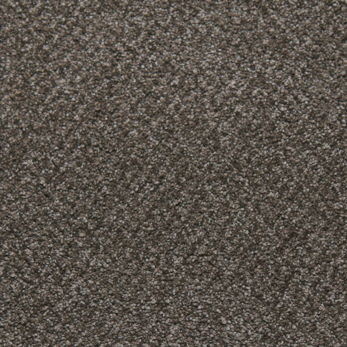 Soft Spoken carpet in Felicity 13330